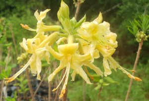 Earl's Gold Deciduous Azalea, Rhododendron 'Earl's Gold'